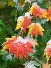 USA-Washington State Central Cascades-Snow on autumn colored maple leaves Art Print